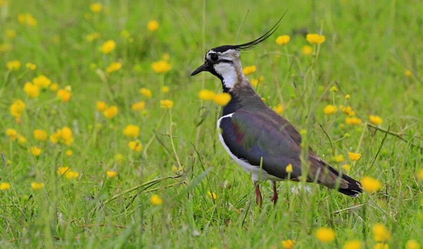 Er zijn in de Zuiderdiepgorzen een tiental broedparen. Foto: Teun Veldman, Natuurmonumenten