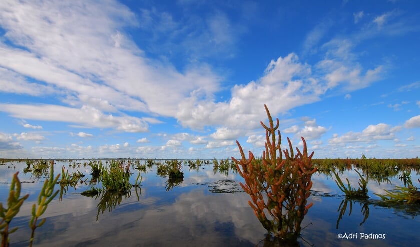 Zeekraal in slikken Grevelingen (Foto: Adri Padmos).