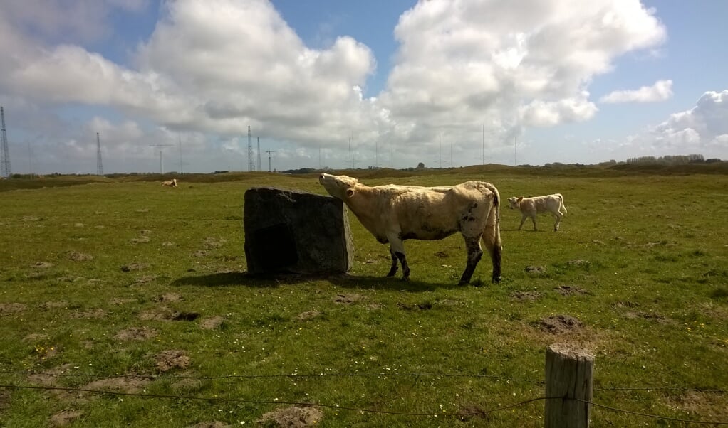 Zelfs voor de grazende koe in de Westduinen blijkt het kunstwerk een speelse attractie.