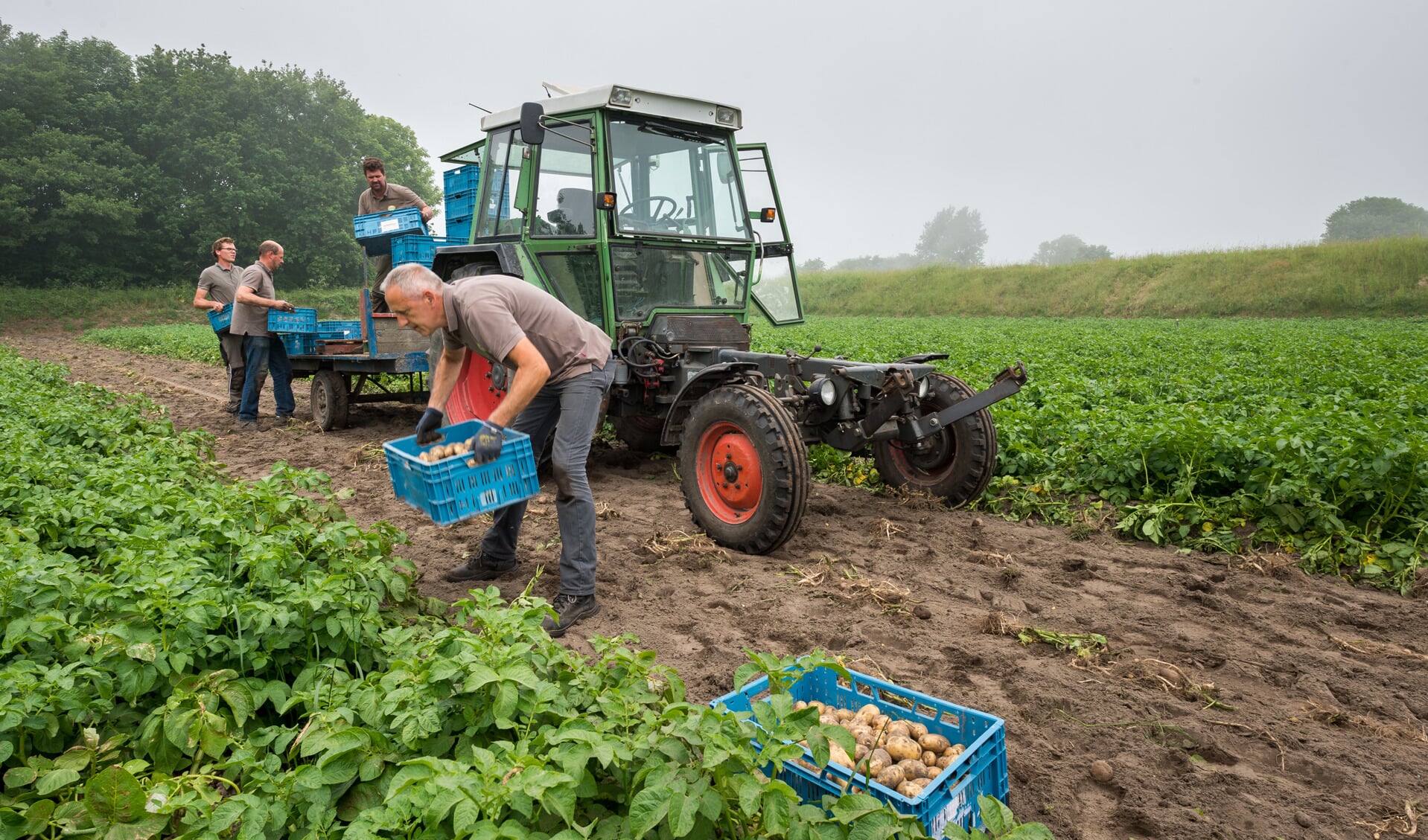 De komende weken worden de vroege aardappels geoogst. Foto: Wim van Vossen