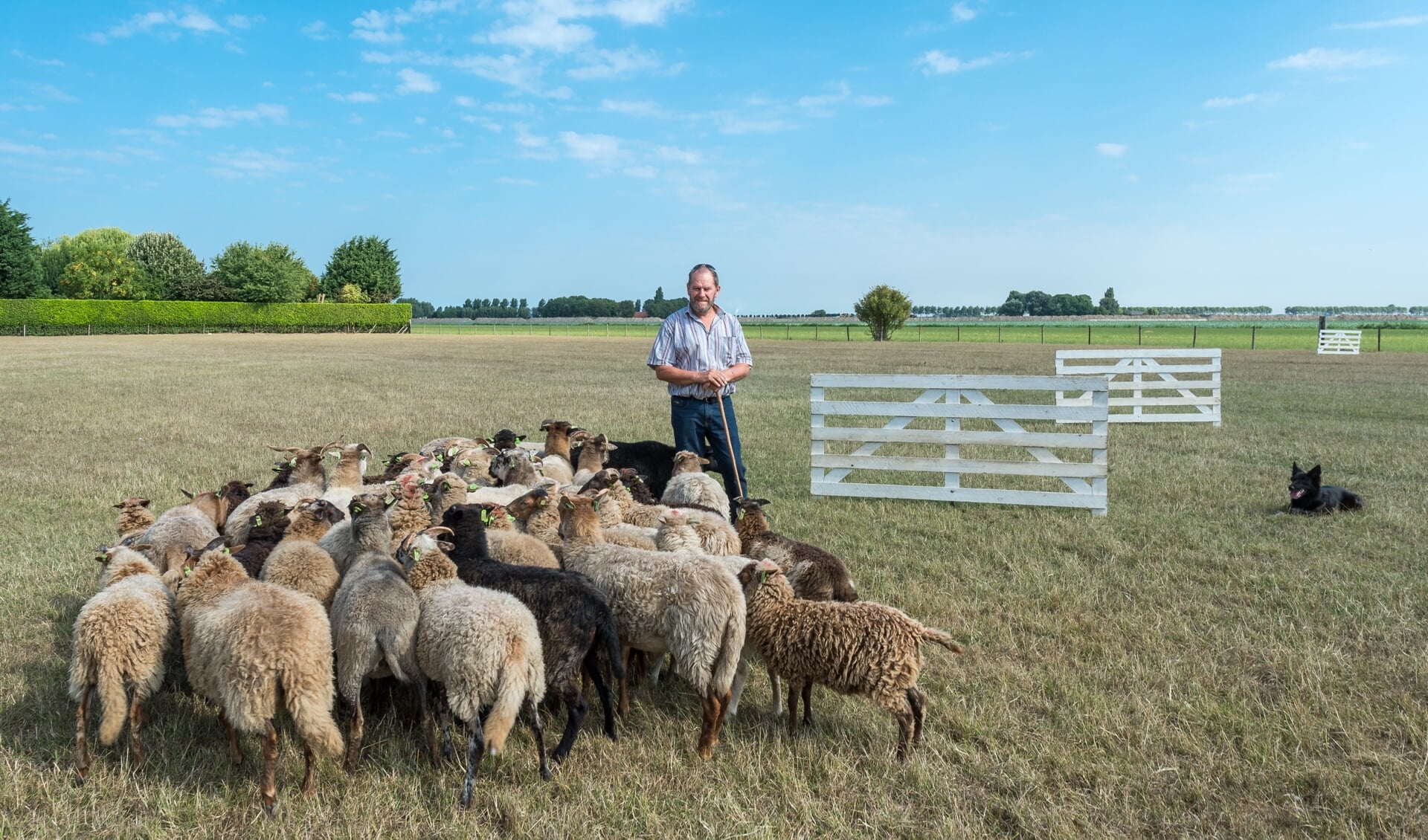 Northernlake Shepherd Cor Noordermeer met bordercollie en schapen op het terrein in Melissant. Foto: Wim van Vossen Fotografie
