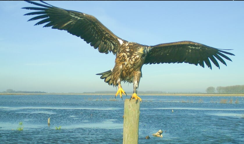 De imposante zeearend is te zien bij het Volkerak. Foto van de webcam.