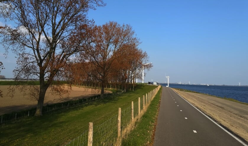 De bomen staan langs de dijk tussen de sluis bij Oude-Tonge en de Galathese haven.