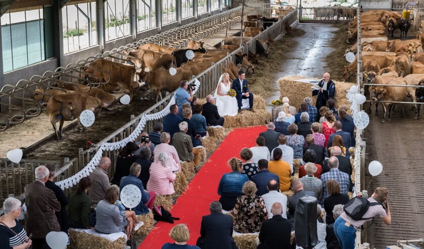 © Wim van Vossen Fotografie - GOEDEREEDE - Huwelijksceremonie in de koeienstal bij Piet Breen