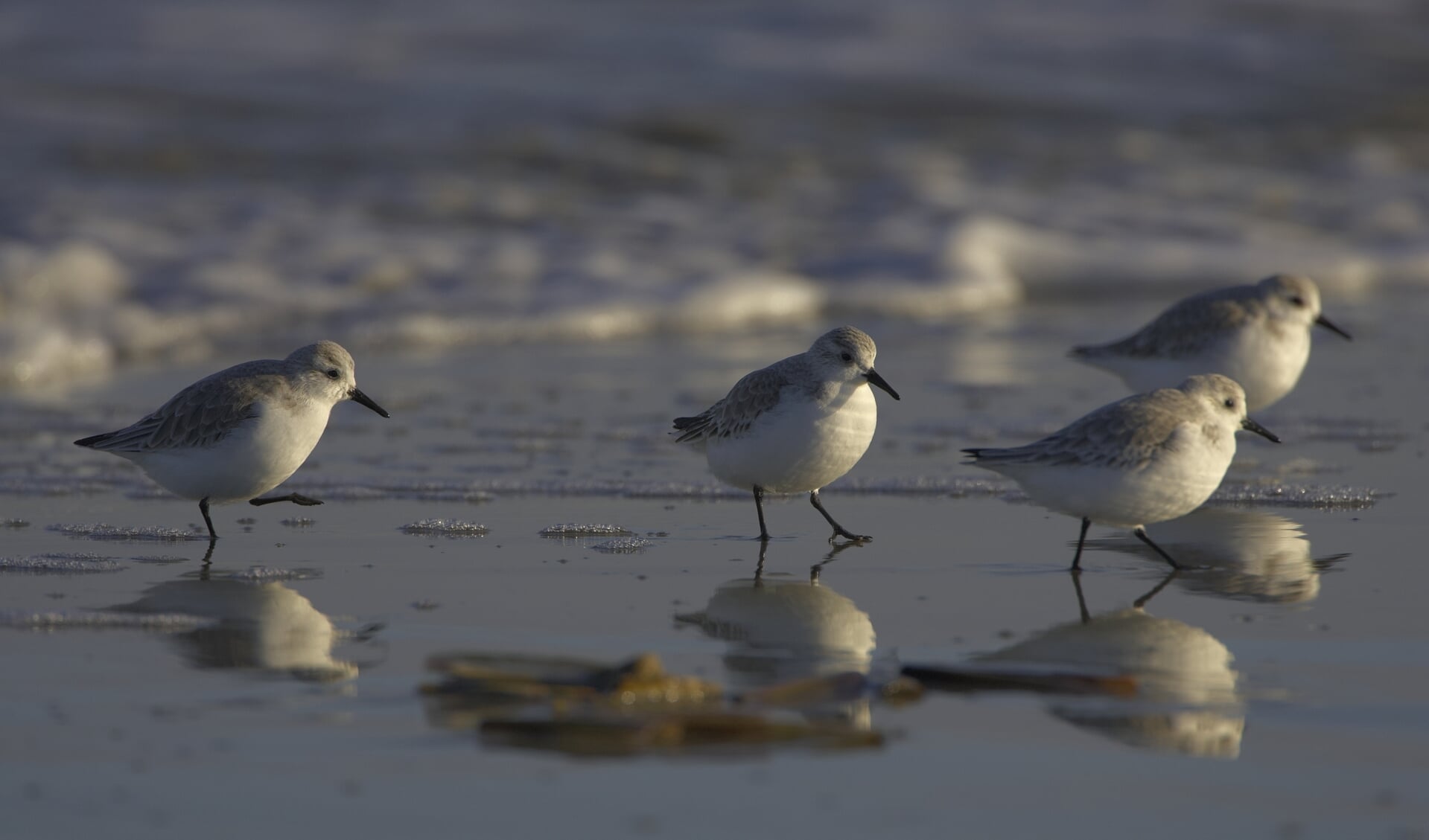 Drieteenstrandloper door Johan Krol