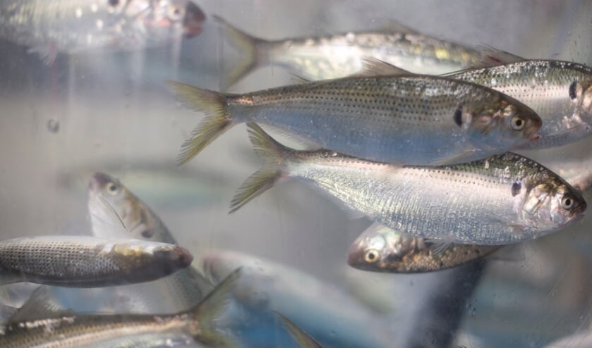 De elft in een aquarium (Foto: Shutterstock).