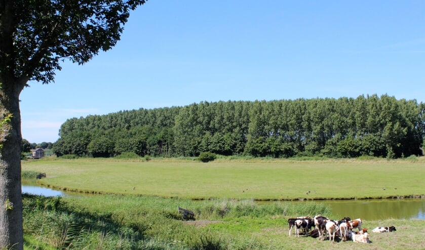 Het bos bij de Groote Kreek in Oude-Tonge (Foto: Mirjam Terhoeve).