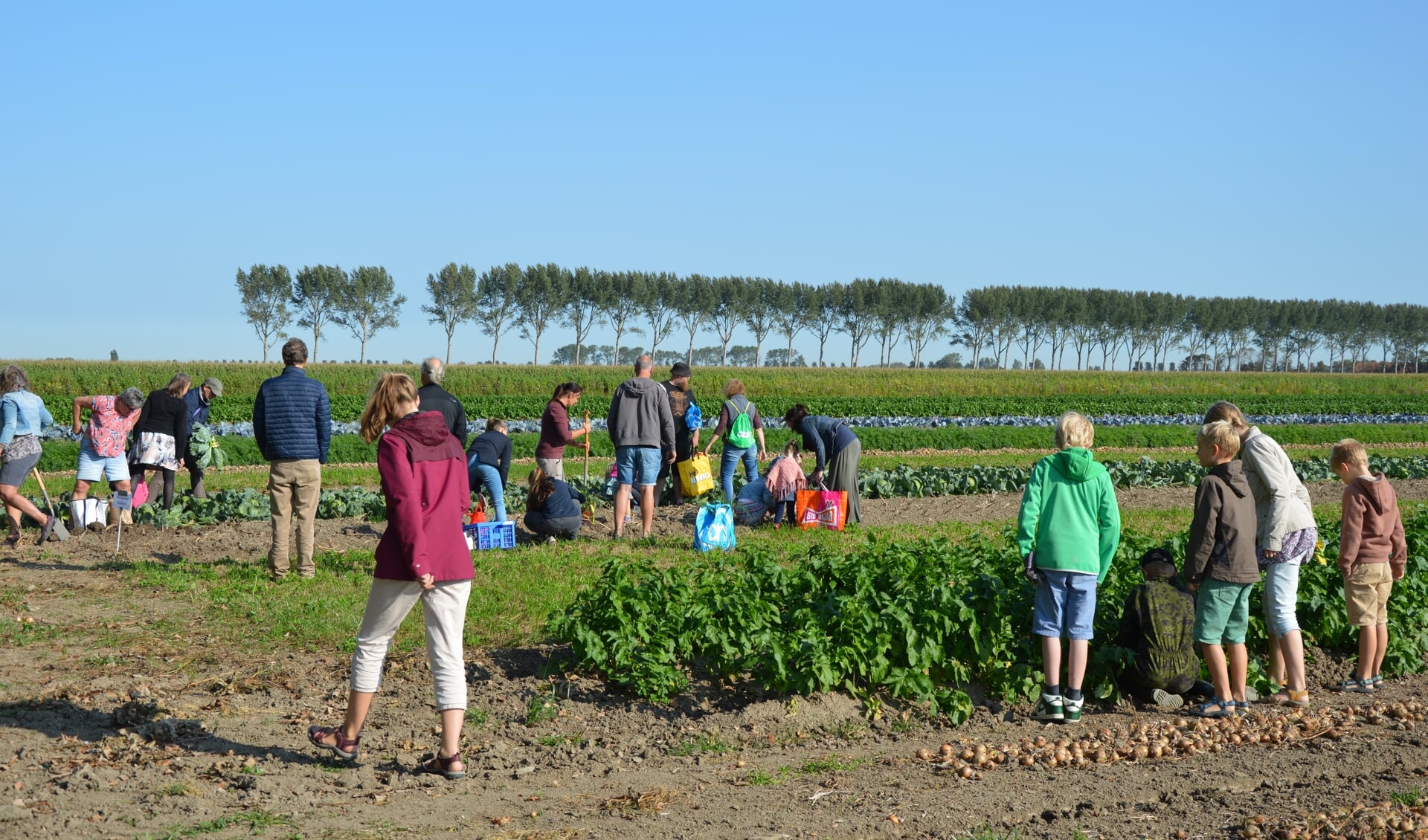 De bezoekers mochten zelf groenten oogsten (Foto: Erwin Guijt).