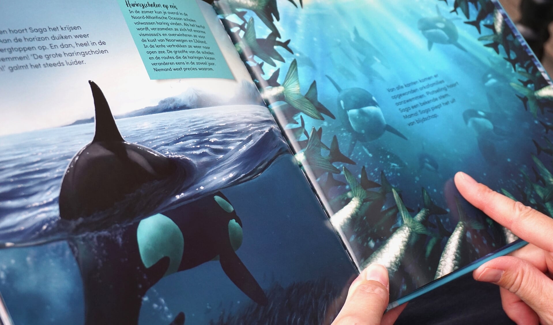 Een pagina uit het boek 'Saga, de orka die geen haring lustte'.