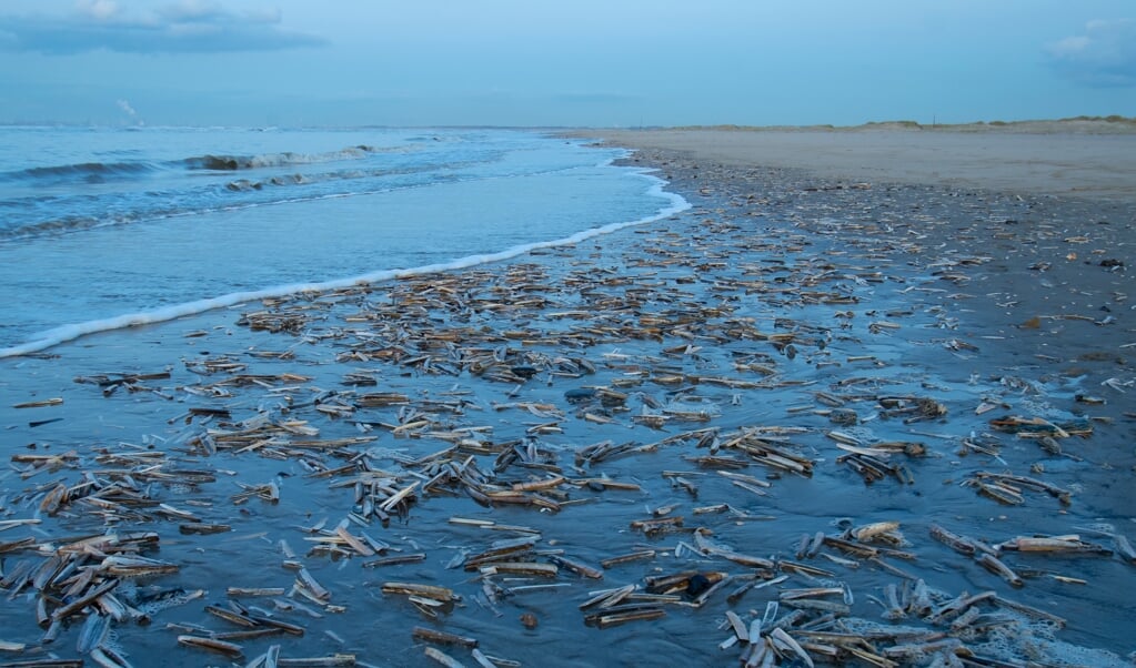 Een strand vol met schelpen, met name mesheften, waar vaak voedsel in zit voor kustvogels (Foto: Jan Baks).