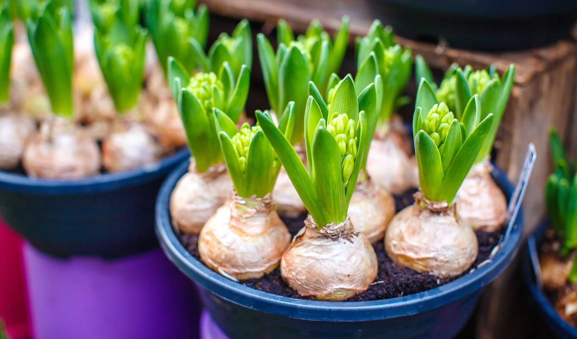 Bloembollen. Foto: Shutterstock