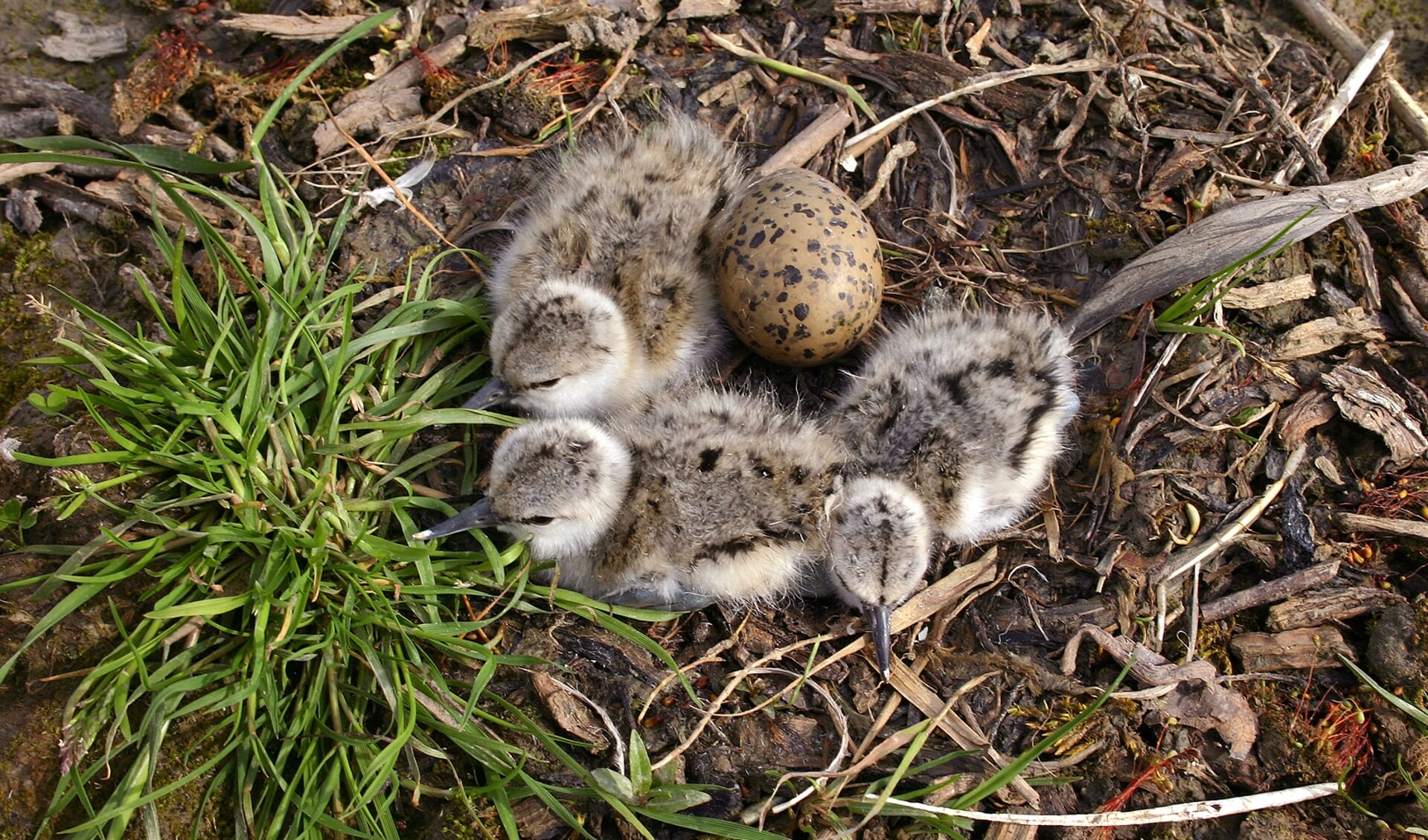 Een nest van de kluut. Foto: Vogelbescherming Nederland. Koos Dansen.