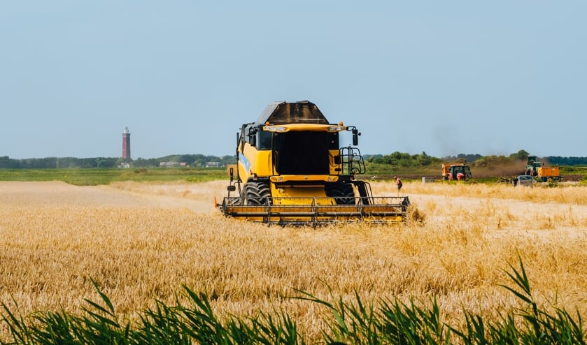 <p>De eerste Red Turkey Wheat wordt geoogst (Foto: Merel Tuk).</p>