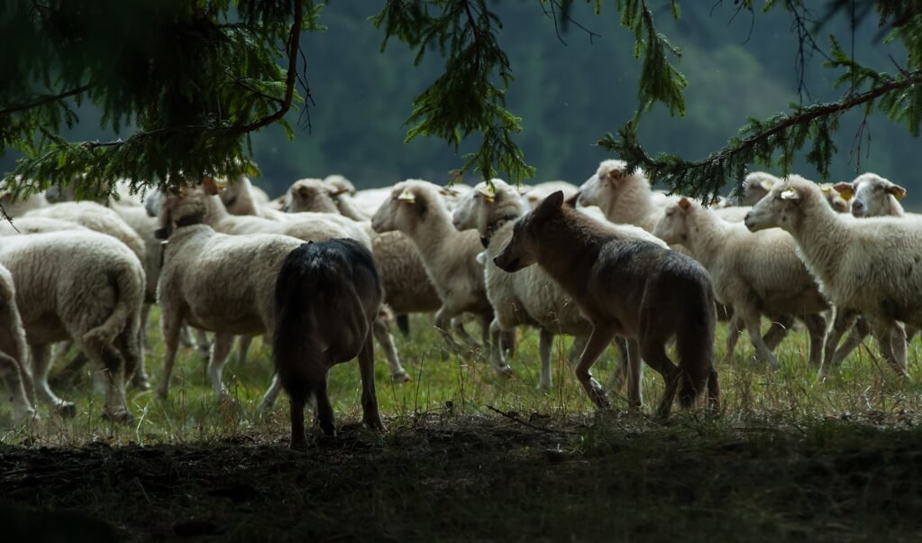 De nachtmerrie van elke schapenboer: wolven die jacht maken op de kudde (Foto: Shutterstock).