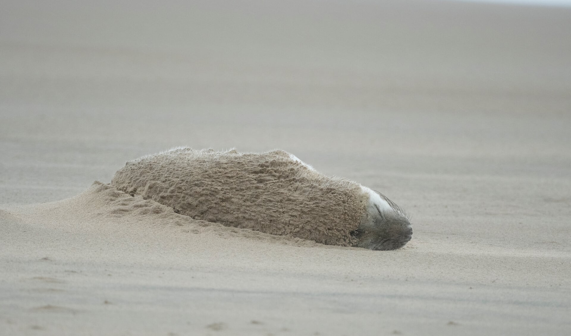 Een pasgeboren grijze zeehond in het zand op het Ouddorpse strand (Foto: Jan Baks).