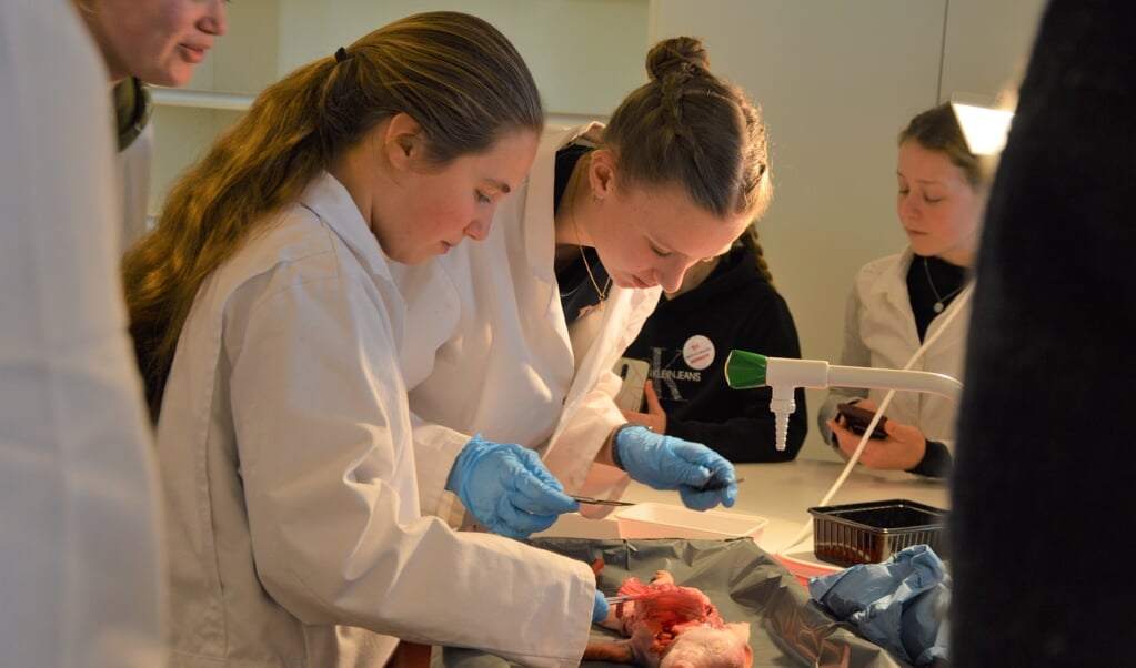 In het science lab van de Prins Maurits werden doodgeboren biggetjes 'van binnen' bekeken (Foto: Erwin Guijt).
