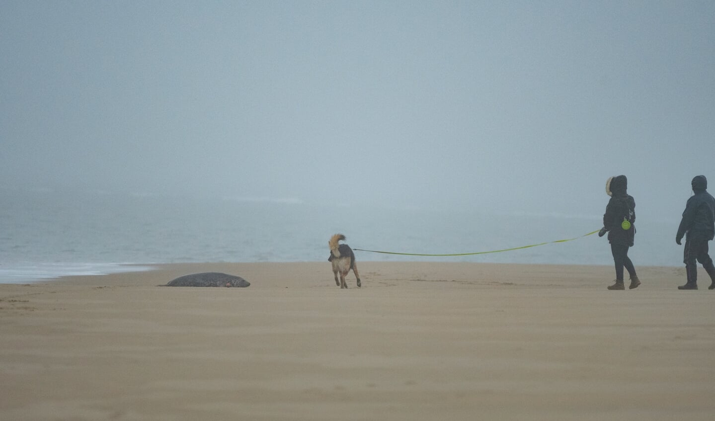 Wandelaars met hond die veel te dicht bij de zeehonden komen (Foto: Jan Baks).