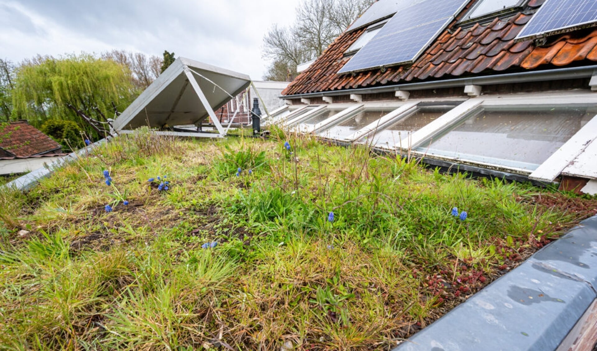 De sedumdaken van Leo Linnartz om meer groen in zijn tuin aan te brengen met subsidie van de gemeente (Foto: Wim van Vossen).