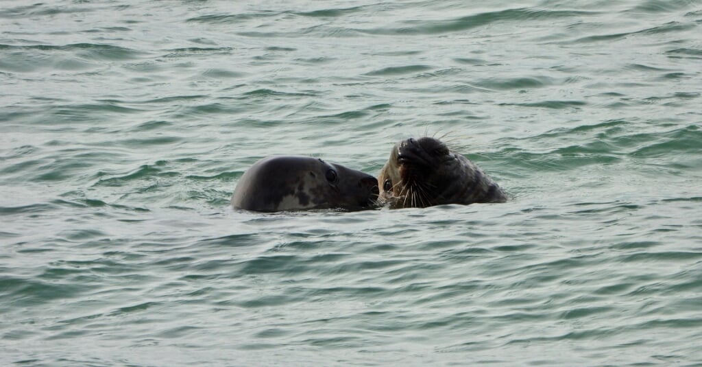 Twee zeehonden op een archieffoto (Foto: Dinant Struik).