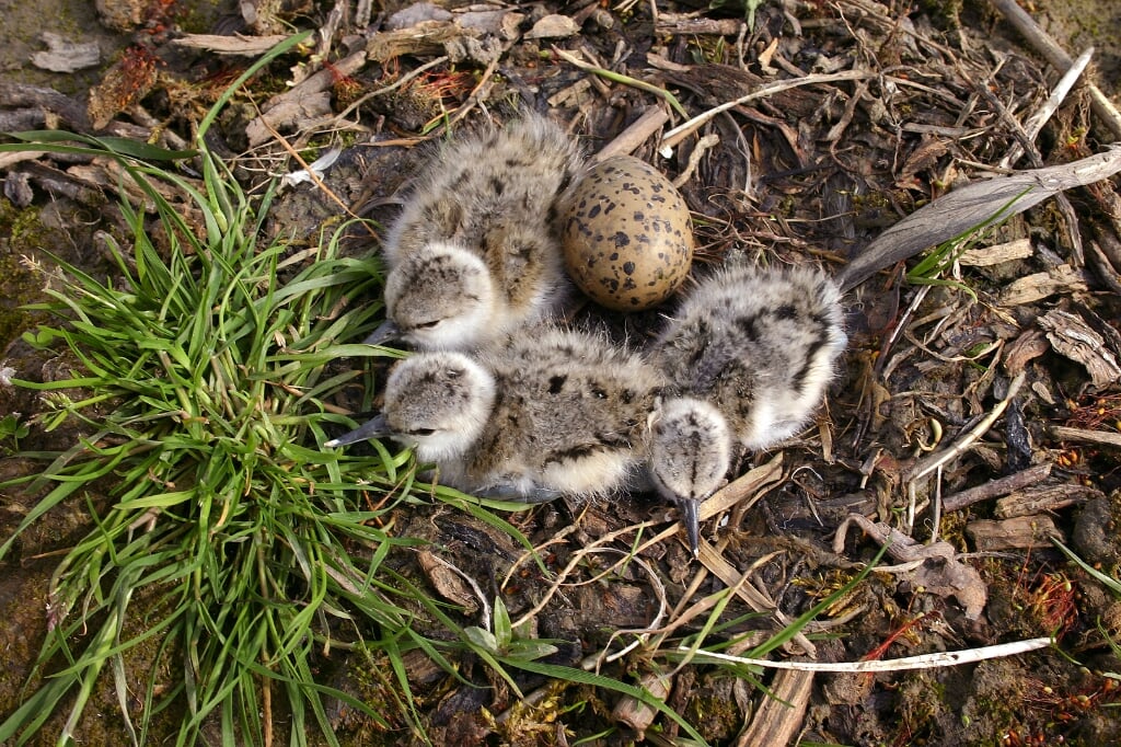 Een nest van de kluut. Foto: Vogelbescherming Nederland. Koos Dansen.