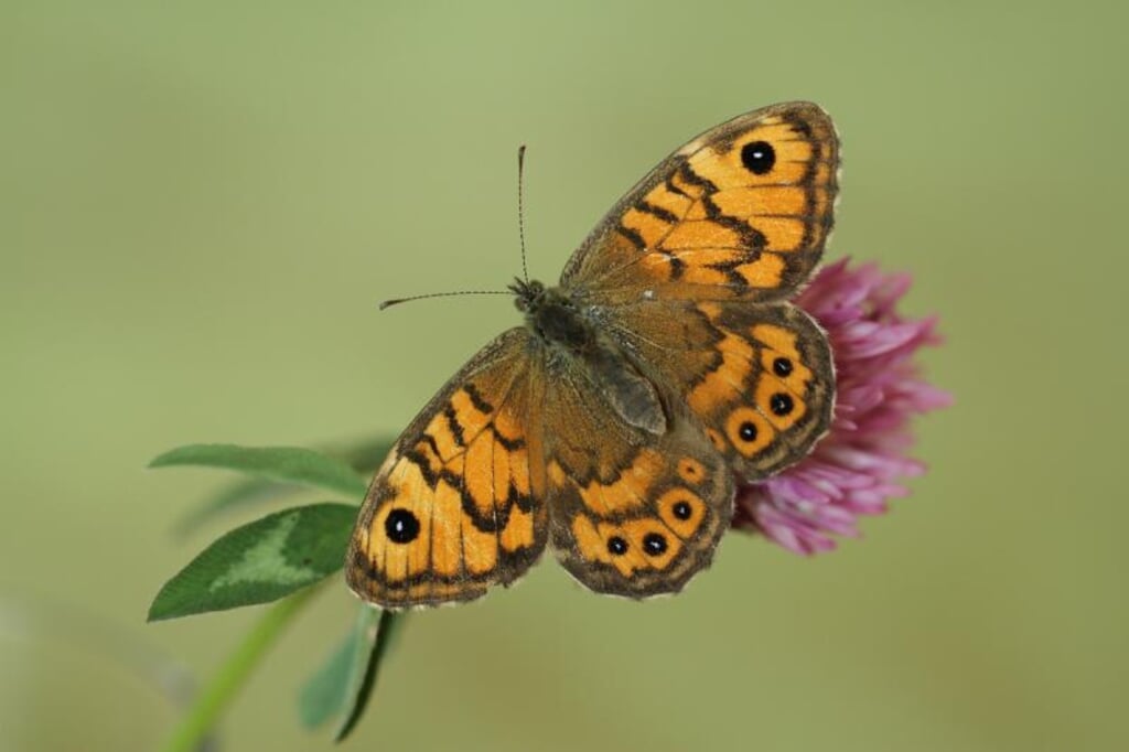 De Argusvlinder, een zeldzame vlinder die de laatste jaren op Goeree-Overflakkee is aangetroffen. (Foto: Martijn de Jong)