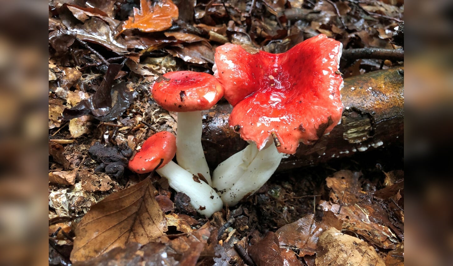 De braakrussula