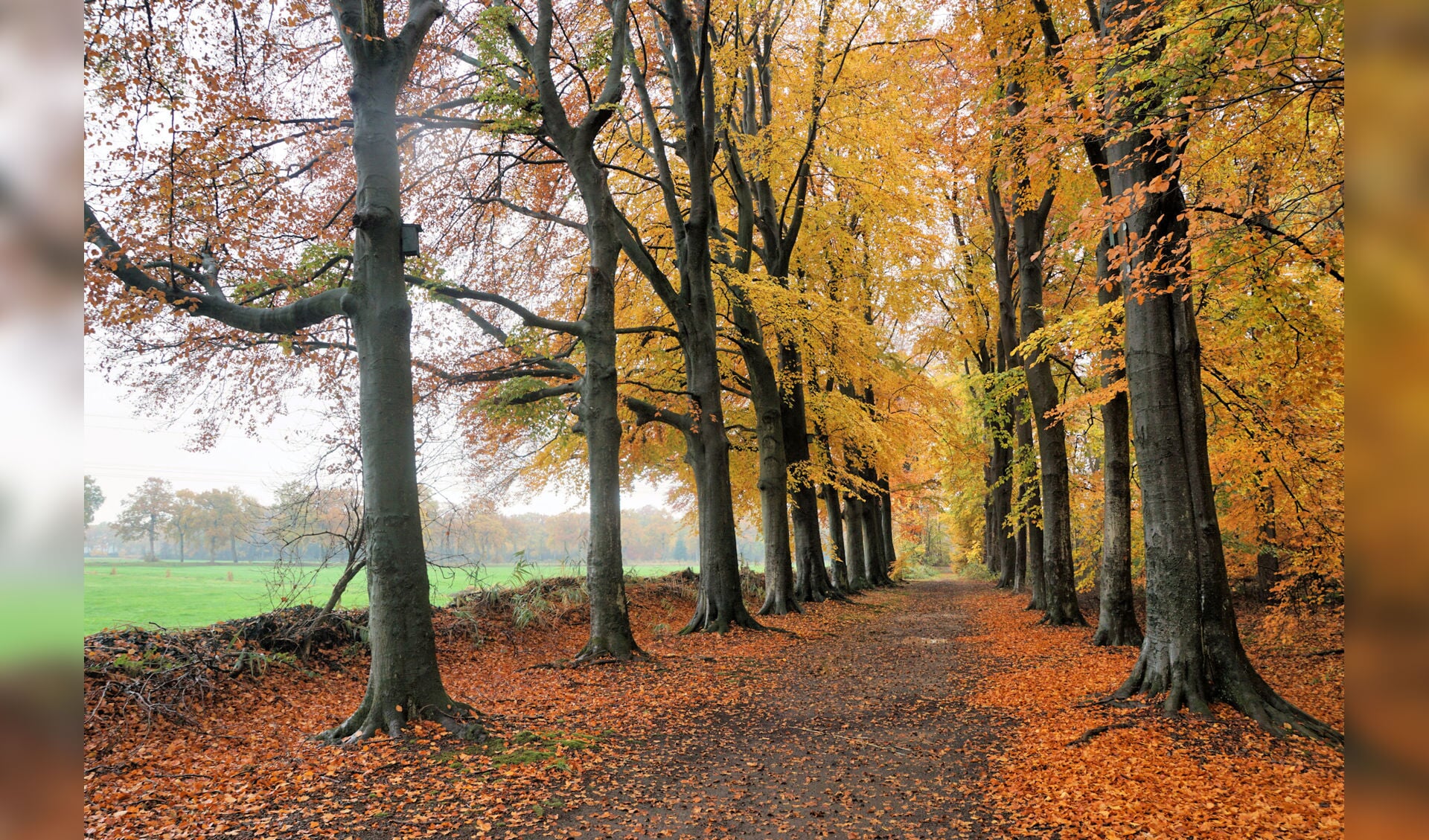 De herfst geeft prachtige kleuren