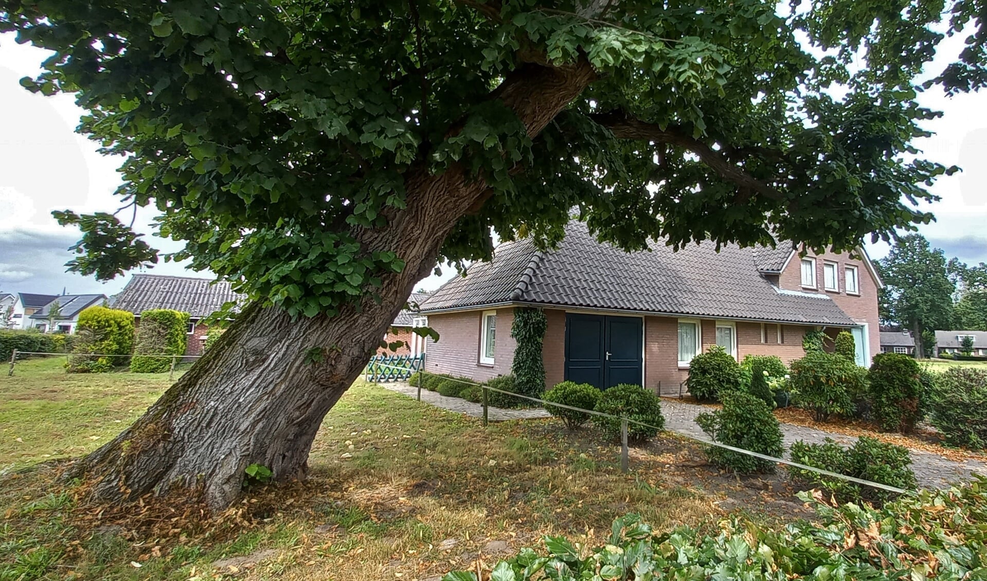De bomenfietsroute gaat onder andere langs bijzondere, monumentale bomen F IVN Helmond
