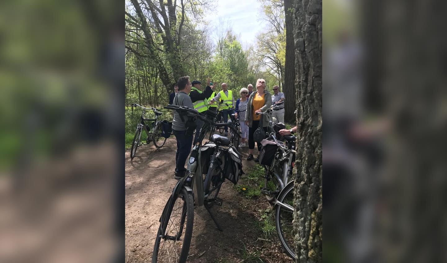 De bomenfietsroute gaat onder andere langs bijzondere, monumentale bomen F IVN Helmond