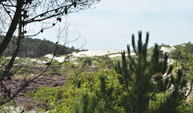 Provincie haalt stikstofneerslag weg bij de Schoorlse duinen.