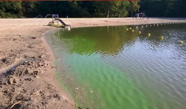 Blauwalg is niet blauw, maar groen.
