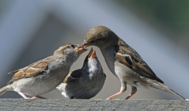 Jonge mussen