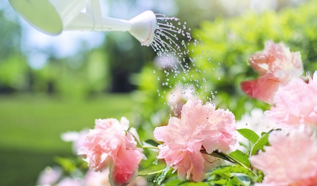 <p>Geef de planten alleen 's avonds water, dan verbranden de bloemen niet overdag.</p>