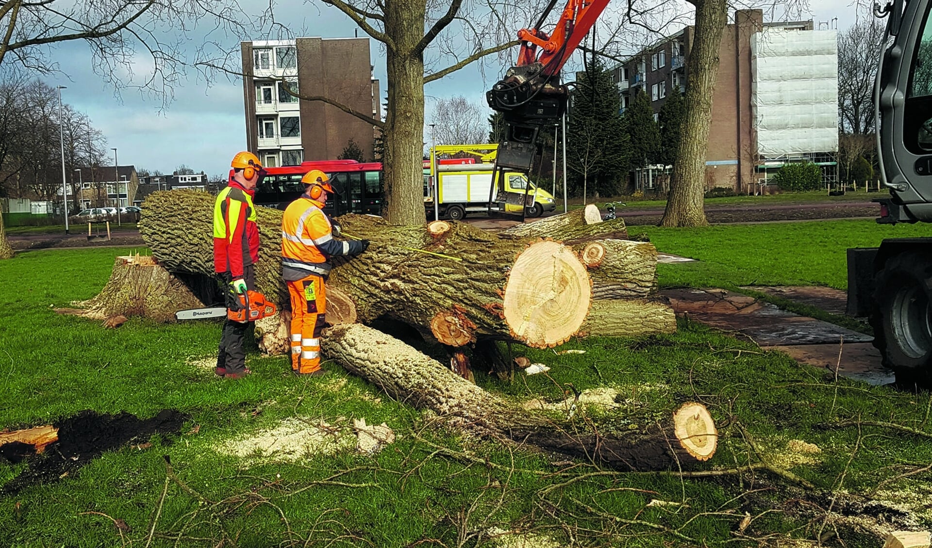 Heemskerk heeft net als in andere delen van het land last van de iepziekte. In die delen van het land worden de bomen gekapt, in Heemskerk worden ze zo snel mogelijk verwijderd.