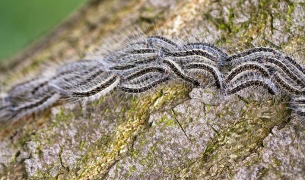 Eikenprocessierups.