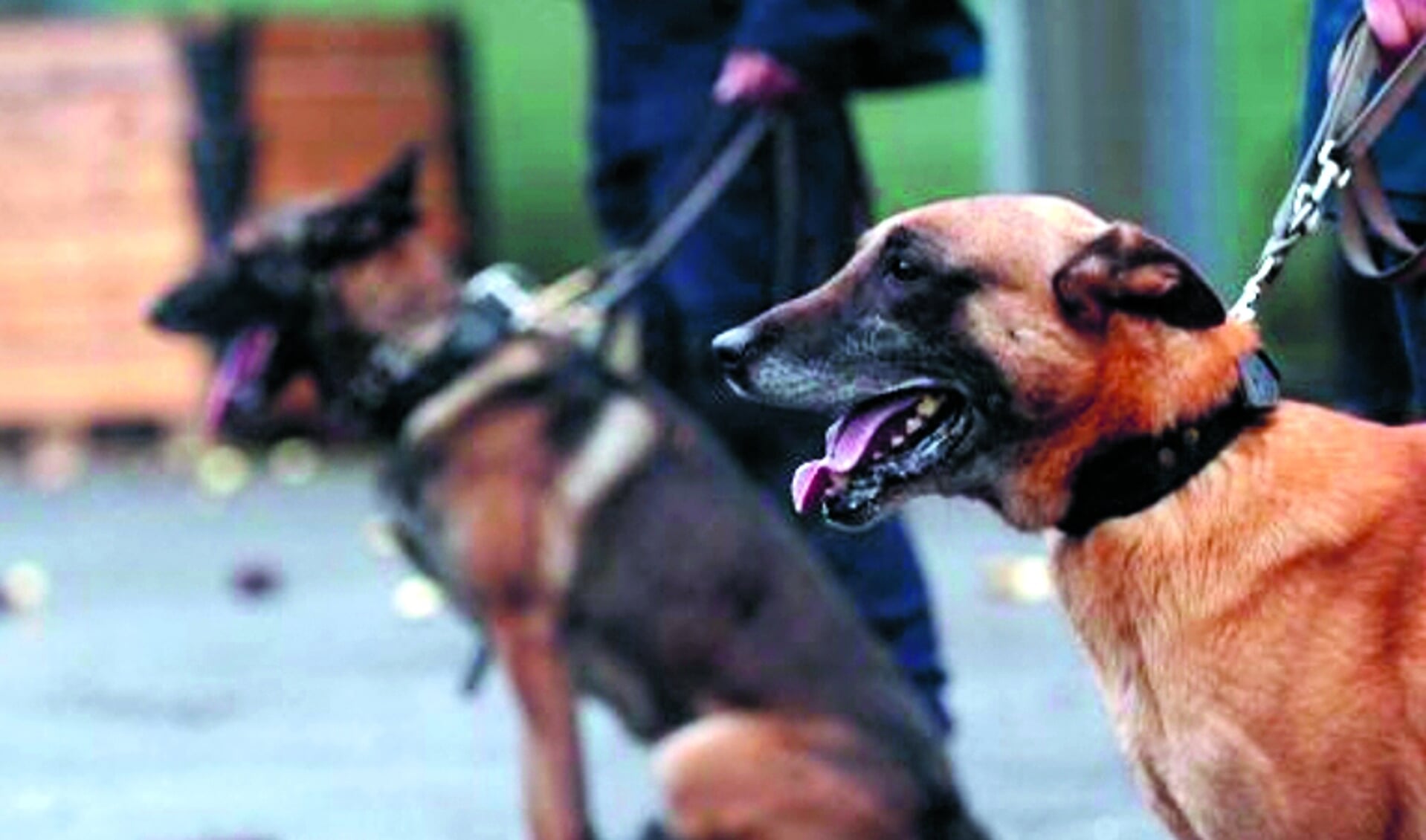 Vanaf maandag 17 augustus vindt weer een controle plaats op het bezit van honden. 