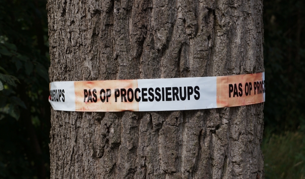 De eiken processierups wordt bestreden.
