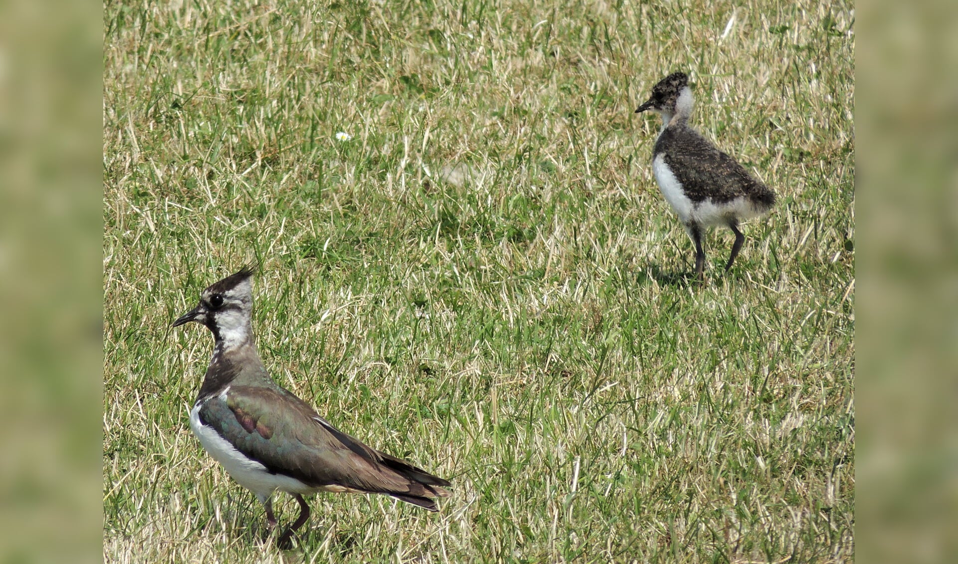 Weidevogels