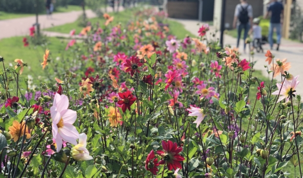 Vrolijke bloemenzee!
