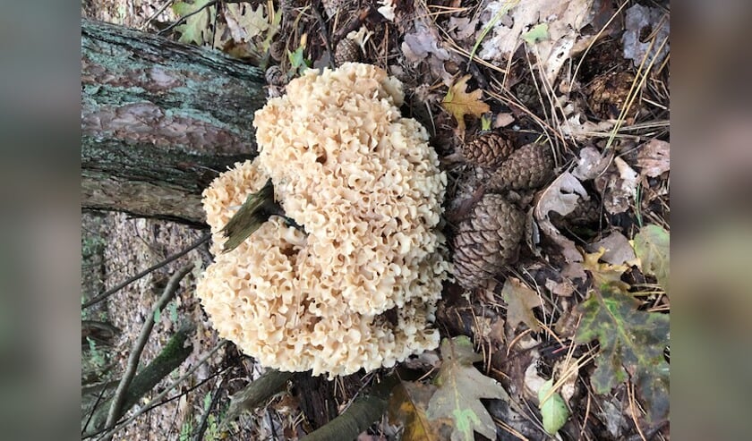 De Sparassis Crispa.