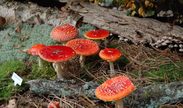 Groot paddenstoelenfestijn in Schaapskooi Bergen