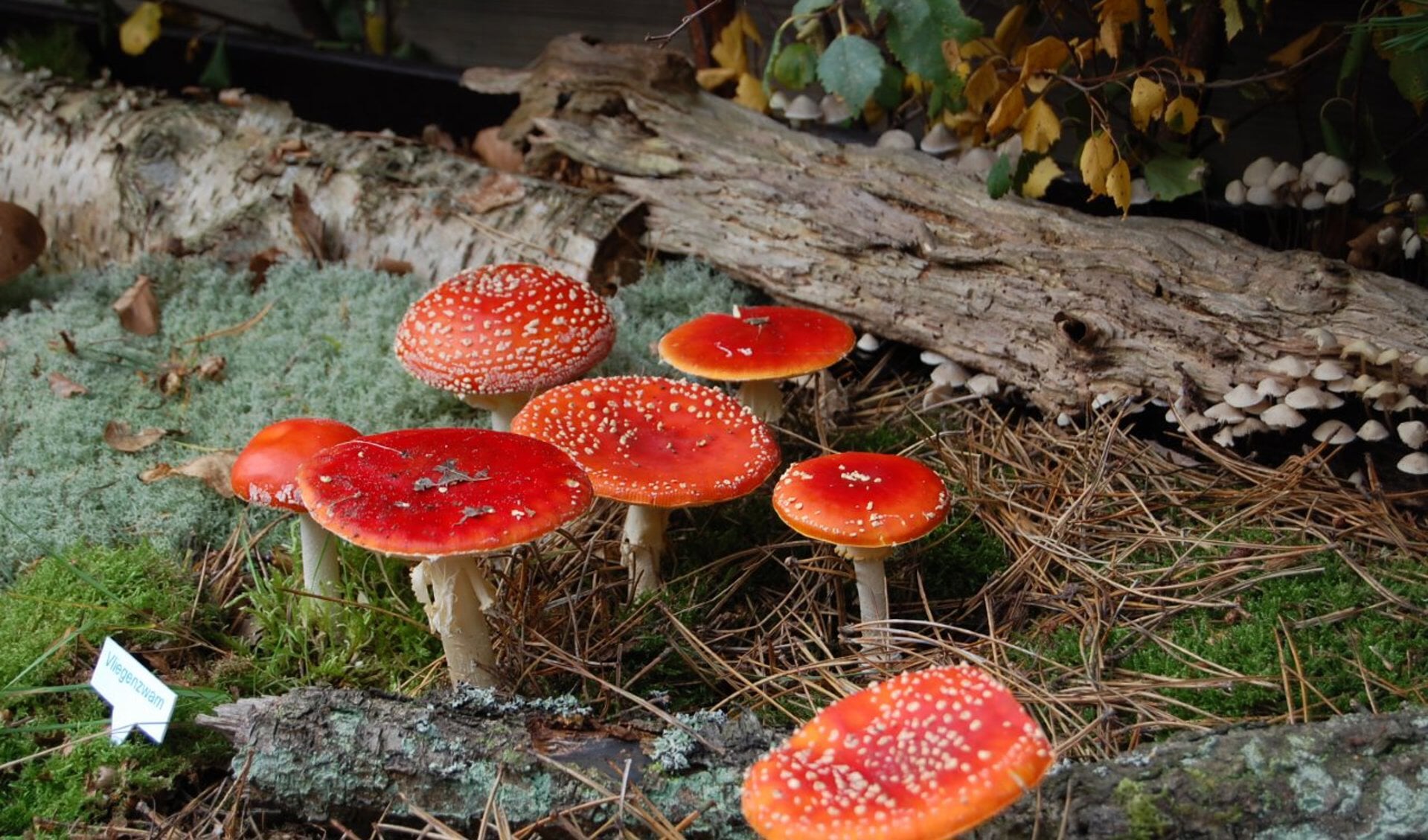 Groot paddenstoelenfestijn in Schaapskooi Bergen