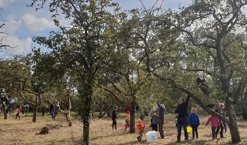 Appels plukken in Eilandspolder.