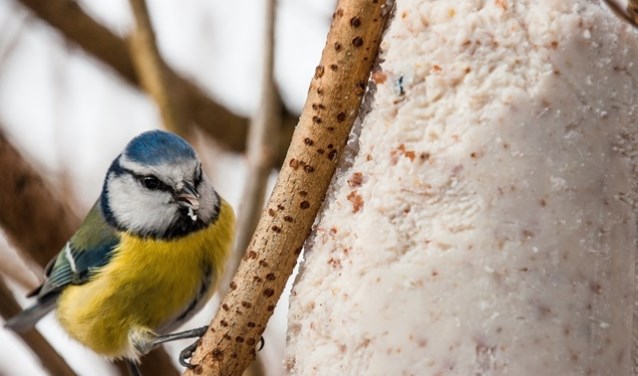 Kom vogelcadeautjes maken bij De Helderse Vallei.
