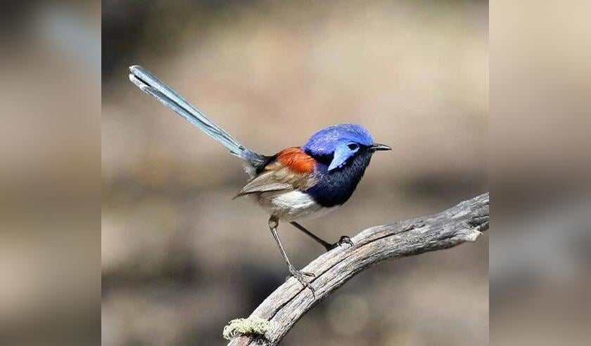 Op vogelgebied is in Australië veel te beleven.