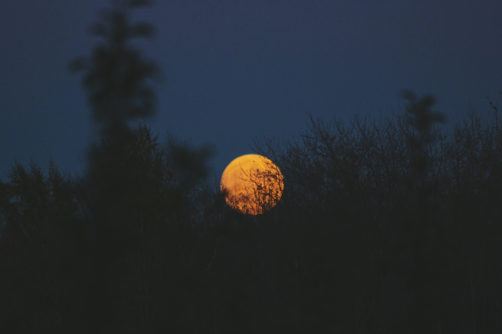 <p>Welke dieren ontdek je tijdens de Nacht van de Nacht?</p>