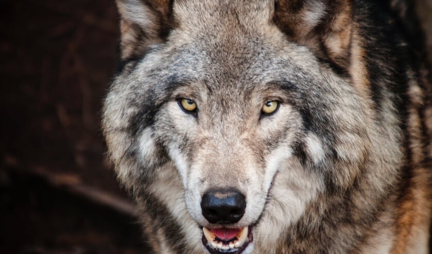 De wolf in Nederland.