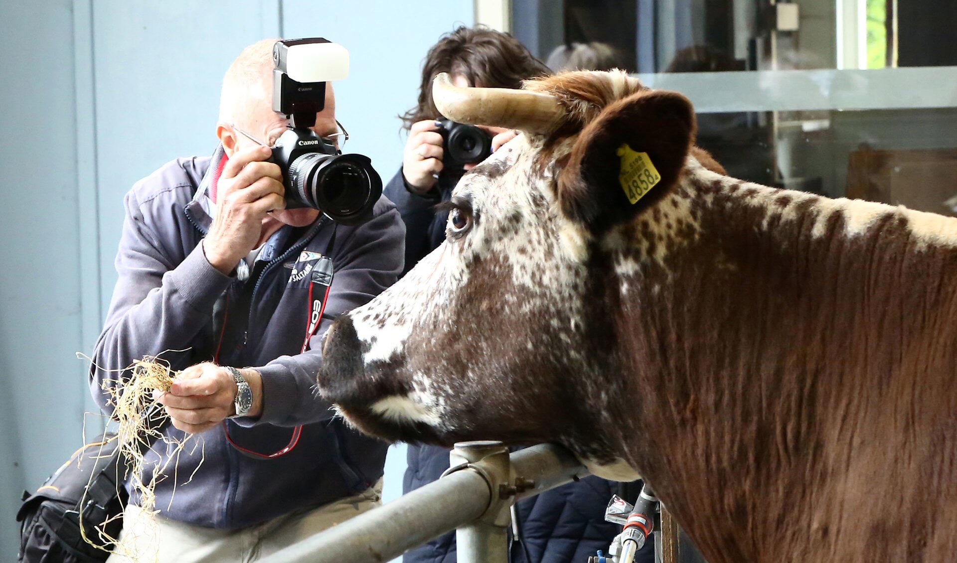 Koeien fotograferen in het Rundveemuseum.