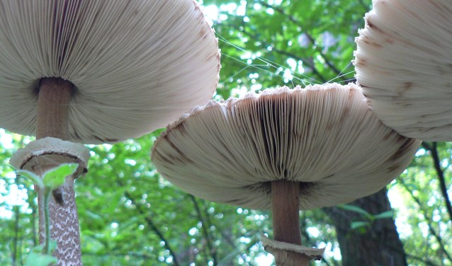 Parasolzwam.