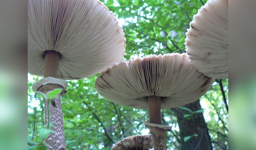 Parasolzwam.